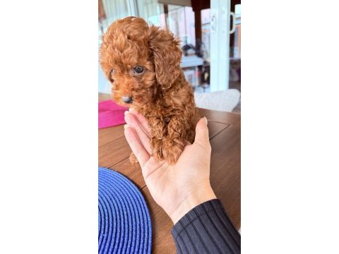 Sağlıklı 3 aylık toy poodle