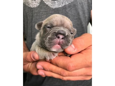 French bulldog dişi