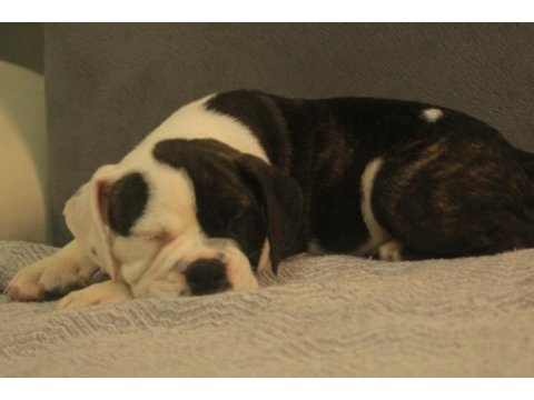 Avrupa standartlarında ingiliz bulldog