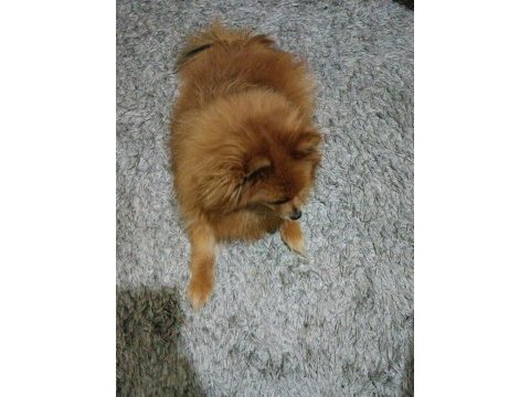 Pomeranian köpeğimize güzel bir aile arıyoruz