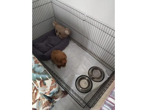 2.5 aylık koyu renk toy poodle