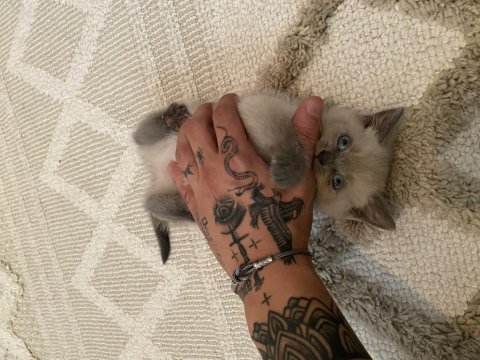 3 aylık blue point british shorthair