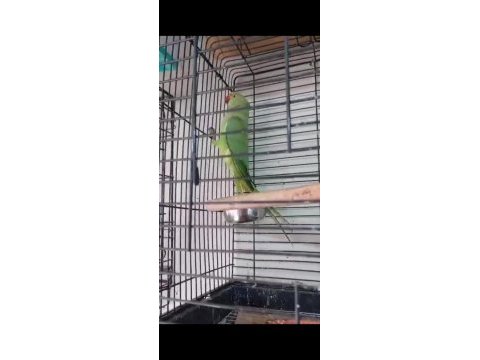 4 aylık pakistan papağanı