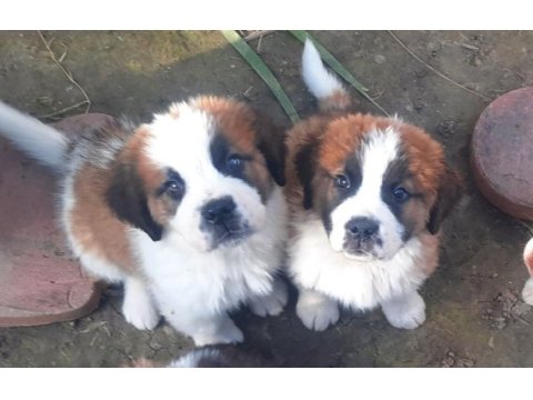 Sarkan st bernard yavrular