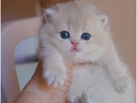 Canlı peluş ay golden british longhair