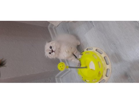Scottish fold dişi
