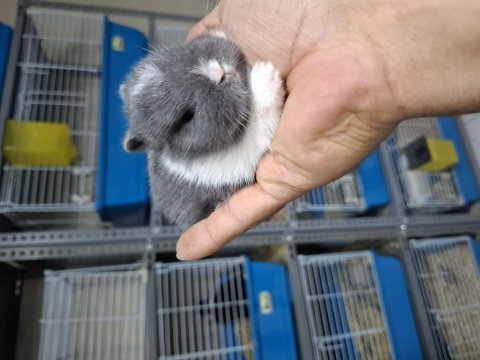 Cüce tavşan