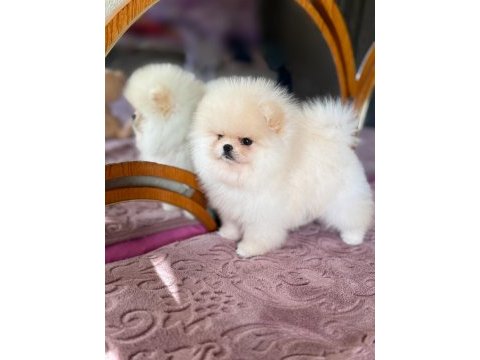 Show class baby face pomeranian boo