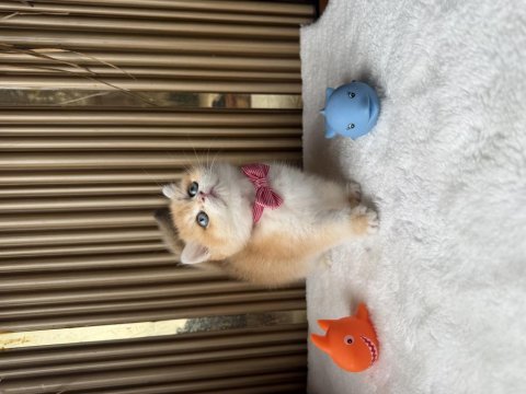 British shorthair golden