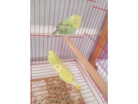 2 aylık muhabbet kuşu yavruları