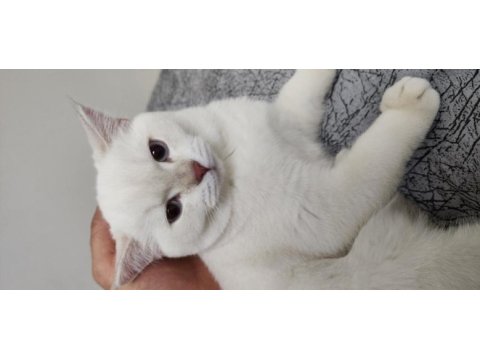 10 aylık british shorthair erkek