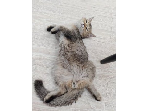 British gold shorthair