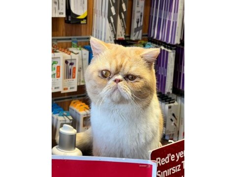 1,5 yaşında exotic shorthair