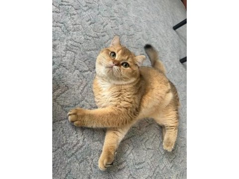 Saf kan scr kayıtlı ny11 golden british shorthair yavrum