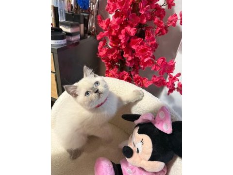 British shorthair blue point