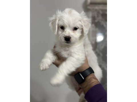 Sahiplendirmeye hazır maltese boncuklarımız
