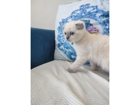 Prensesimizi sahiplendiriyoruz scottish fold