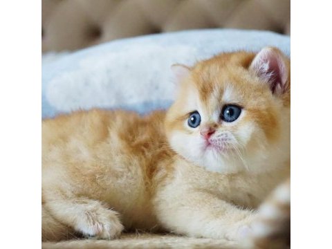Şampiyon soydan gelen golden british shorthair 