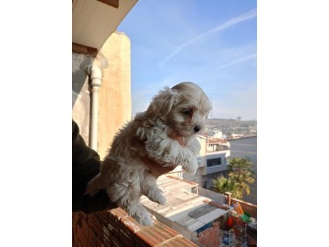 A kalite maltipoo yavrular