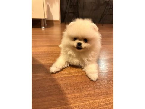 Pomeranıan boo ayı surat