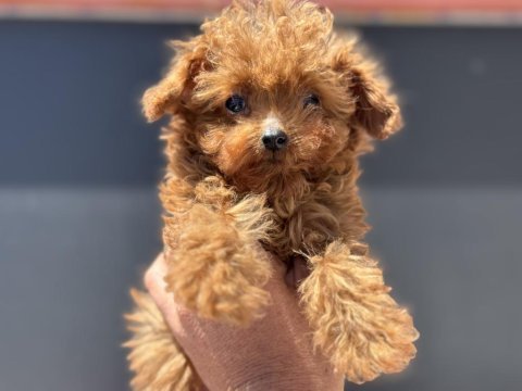 Petmode köpek çiftliğinden tea cup kore poodle