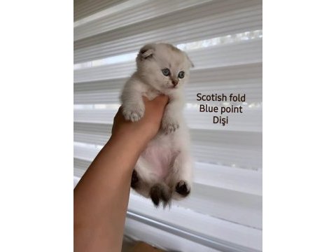 Scottish fold dişi