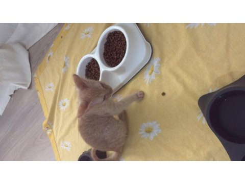 Acil kedimizi sahiplendirmek