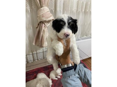 Son kalan dişi maltese