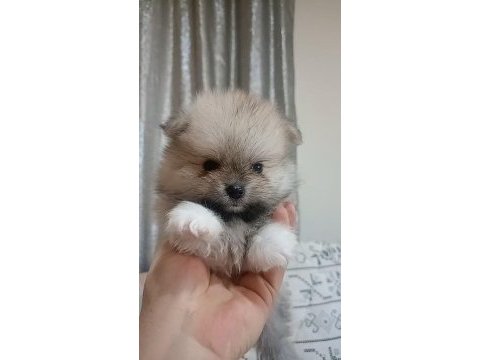 Pomeranian boo erkek bebeğim