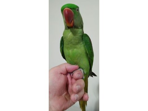 Yavru erkek alexander papağanı jumbo boy