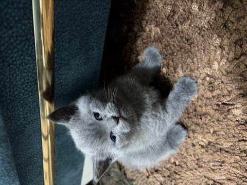 British shorthair cinsi