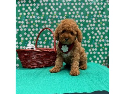 Sevimli toy poodle yavrularımız