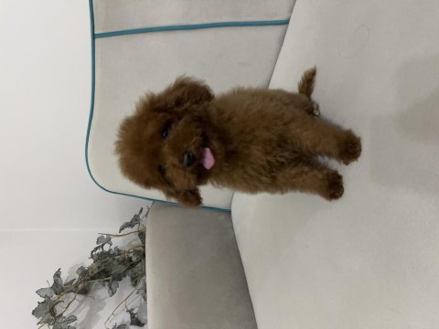 Kore yavru poodle düşünen ulaşabilir