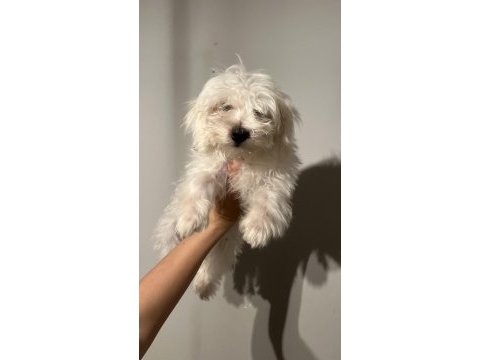 Maltese erkek köpeğimiz