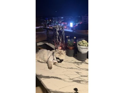 İran kedisi 2 yaşında