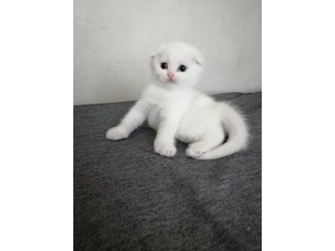 Scottish fold güzellik pofidik