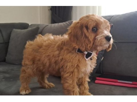 Maltipoo yavrusu