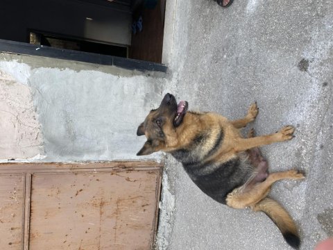 Baba şecereli alman kurdu yavruları
