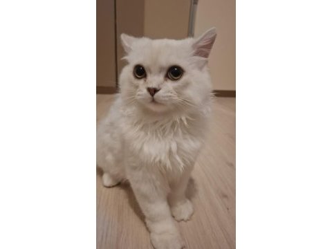 Yavru british longhair