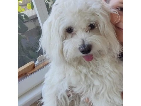 1 yaşında maltese terrier