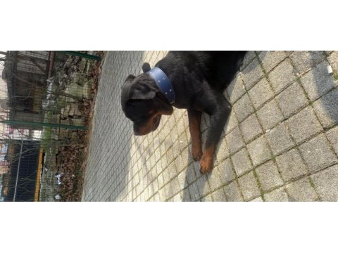 Rottweiler uygun dişi