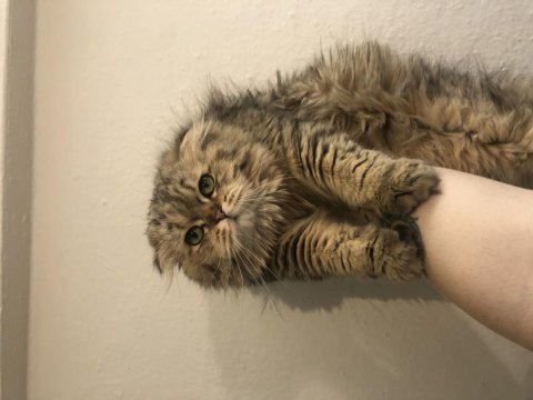 Yakışıklı scottish fold oğlumuza yuva arıyoruz