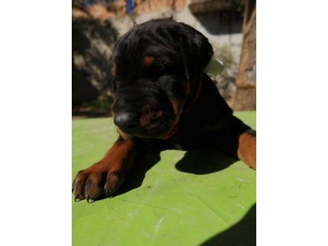 A şecereli anne ve babadan üst düzeyde kaliteli dobermanlar