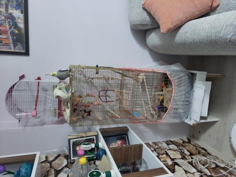 Eskişehir içi erkek sultan papağanı