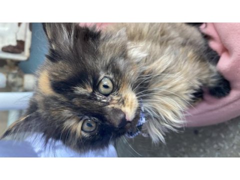 Tekir ve british longhair yavrusu