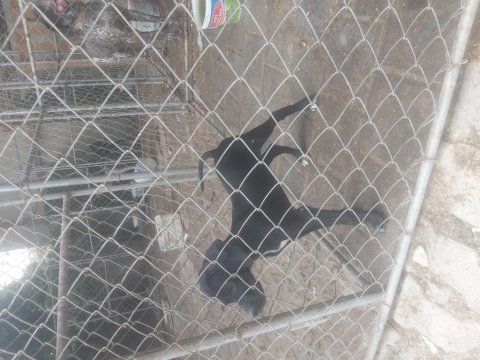 Pointer yavrular ve yetişkin pointer