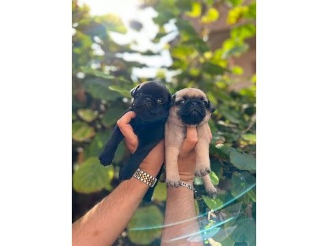 Muhteşem pug yavru köpeklerimiz