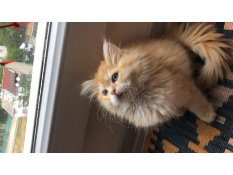 British longhair yavrular