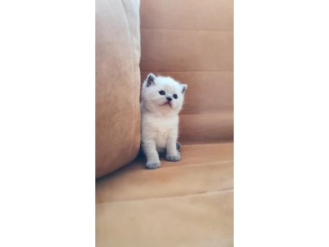 British shorthair / erkek