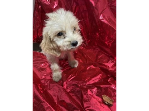 Antalya maltipoo yavrusu